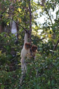 Orangutan Photography tours Borneo