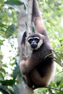 Orangutan Photography tours Borneo