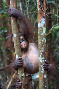 orangutan Aid Borneo