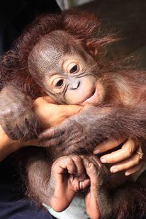 orangutan Aid Borneo