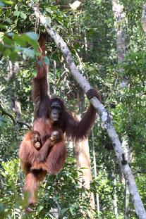 Orangutan Photography tours Borneo