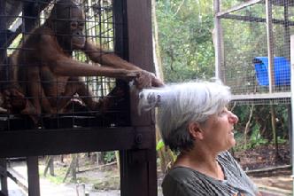 Orangutan Photography tours Borneo