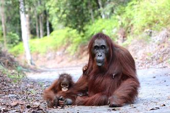 Orangutan Photography tours Borneo