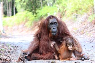 Orangutan Photography tours Borneo