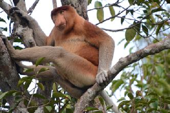 Orangutan Photography tours Borneo