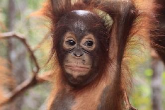 Orangutan Aid Borneo