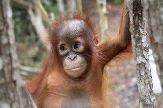 orangutan Aid Borneo