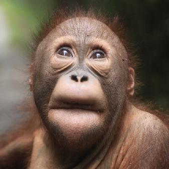 Orangutan Aid Borneo