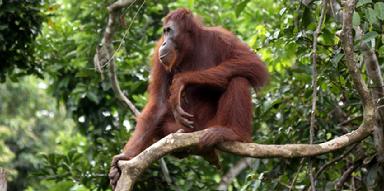 Orangutan Photography tours Borneo