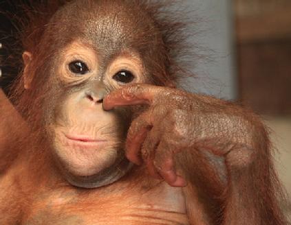 orangutan Aid Borneo